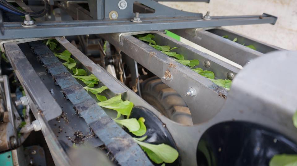 Ag at Large Planting by tape saves labor costs Clovis Roundup