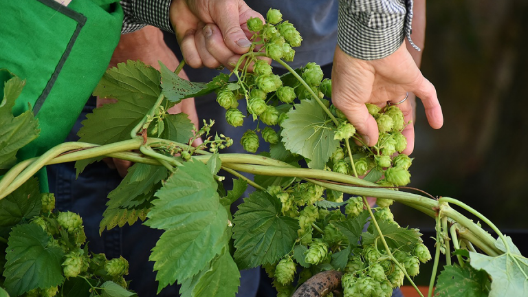 Ag at Large: Hops adapt to valley climate