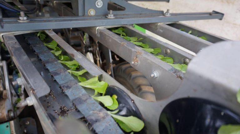 Ag at Large: Planting by tape saves labor costs
