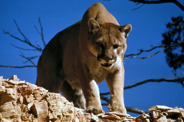 Clovis Police investigate mountain lion sighting
