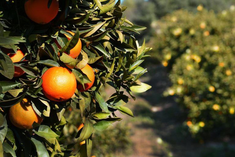 Ag at Large: Citrus future may be shrunken trees
