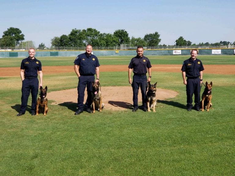 Dogs make a difference: Clovis K-9 unit gets bad guys off the street