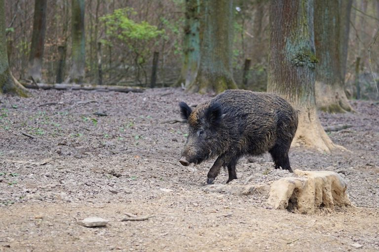 Ag at Large: Wild pigs bore down on the farm landscape