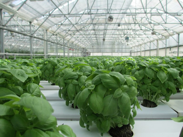 Ag at Large: Leafy greens become enlightened under roof