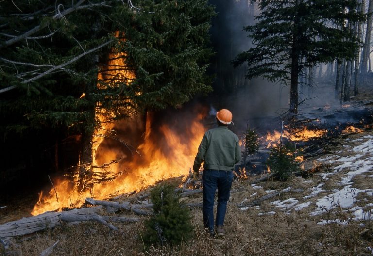 Forest management key in wildfire prevention