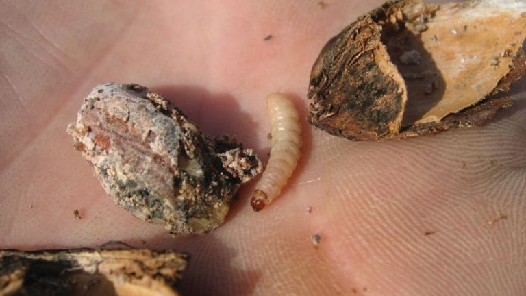 Ag at large: Pests persist, and farmers respond