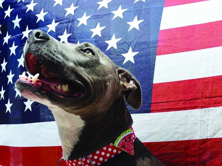 7 Pet Safety Tips for Fourth of July