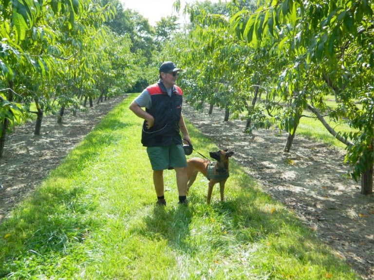 Ag at large: Dogs detect scent of citrus disease