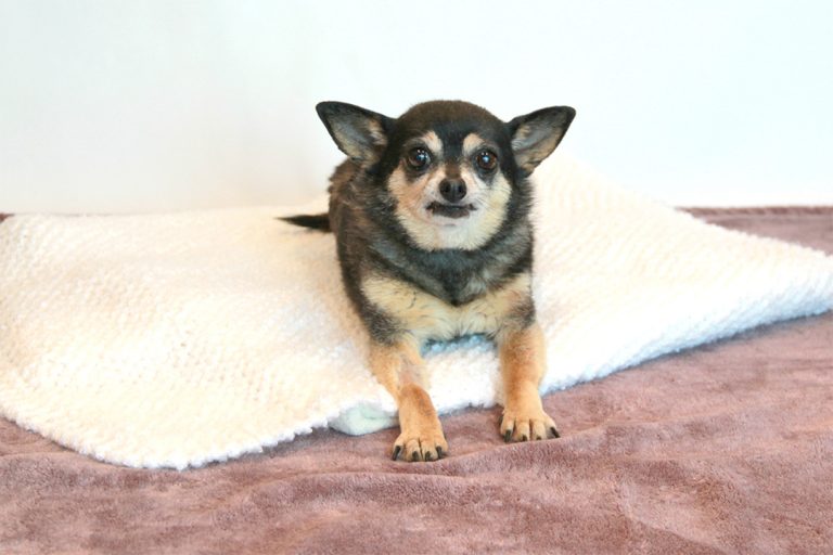 Meet Koby: Chihuahua Mix