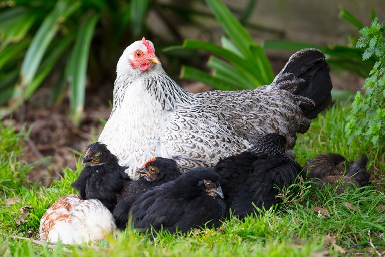 Backyard Chickens May Soon Be Allowed In Clovis, Council Approves Study of Proposal