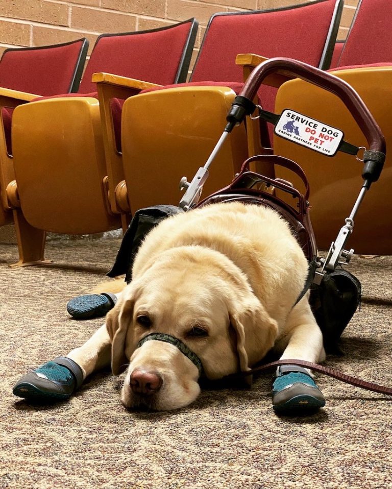 August 7-13th recognized as International Assistance Dog Week