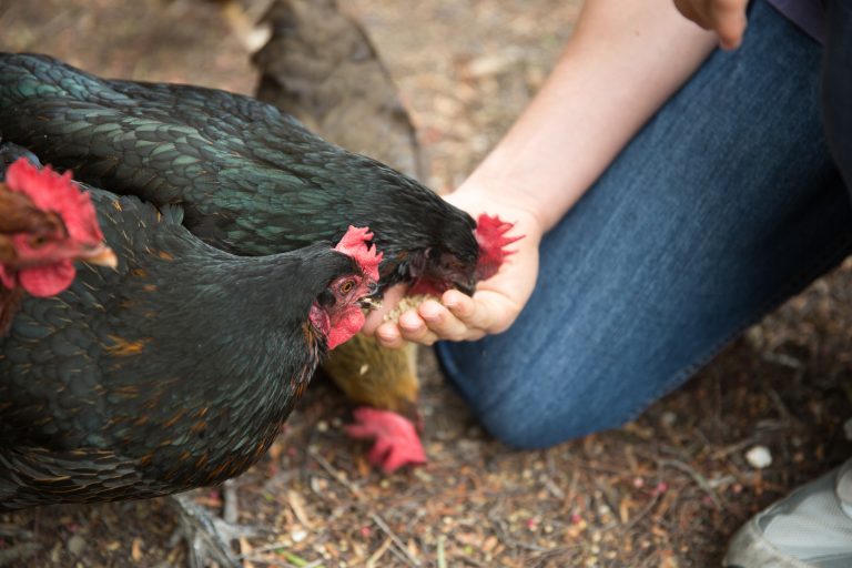Public debate continues: Should chickens be allowed as pets?