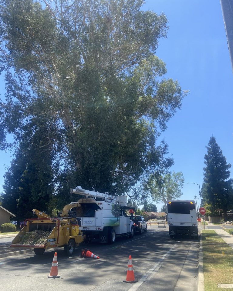 Eucalyptus Trees on Armstrong and Polson to be Trimmed in effort to preserve them