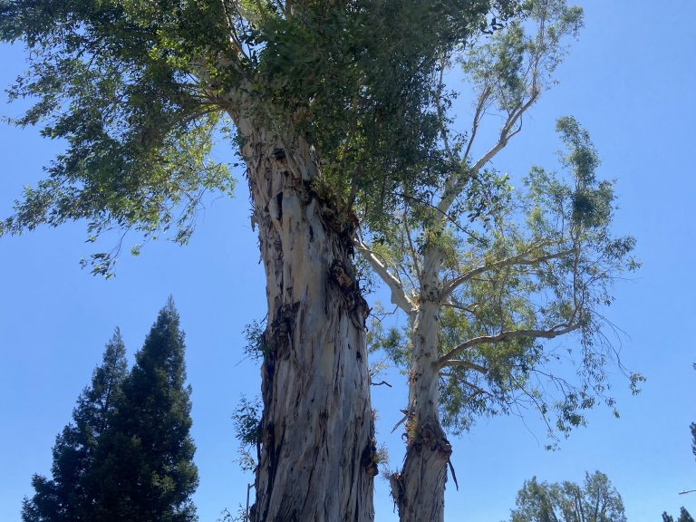 Update on Eucalyptus trees at Armstrong and Polson